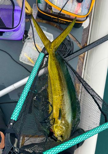 シイラの釣果