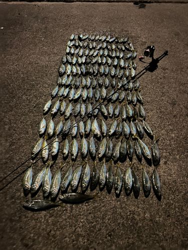 マアジの釣果