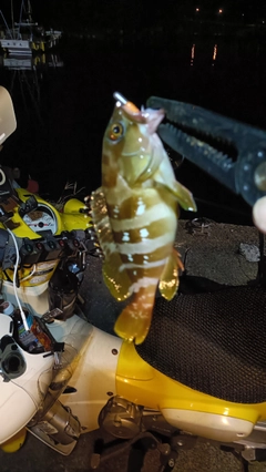 アコウの釣果