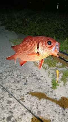 ナミマツカサの釣果