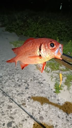 ナミマツカサの釣果