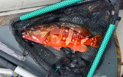 アカハタの釣果