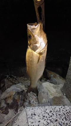 ヒラスズキの釣果