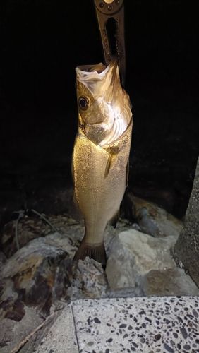 ヒラスズキの釣果