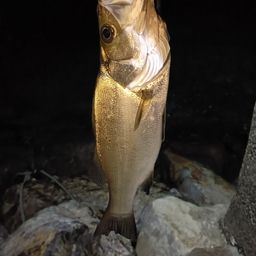 ヒラスズキ