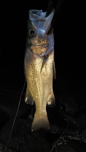 ヒラスズキの釣果