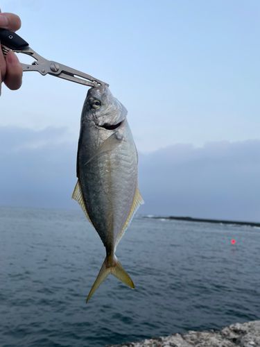 シマアジの釣果