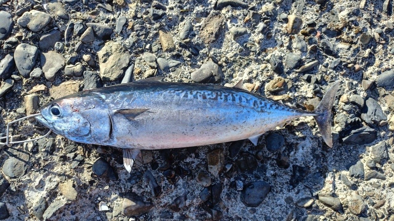 ヒラソウダ