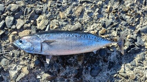 ヒラソウダの釣果