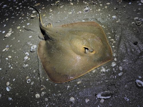 エイの釣果