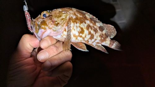 ガシラの釣果