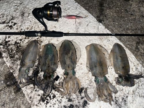 アオリイカの釣果
