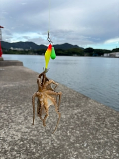 イイダコの釣果
