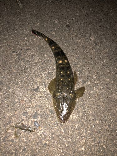 マゴチの釣果