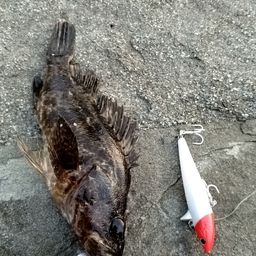 タケノコメバル