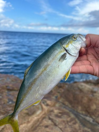 ヒラマサの釣果