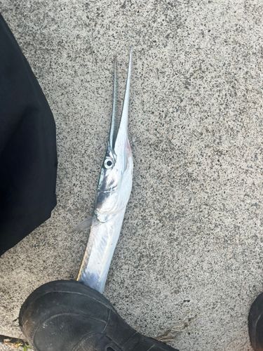 追波湾