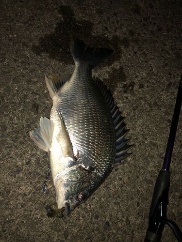 キビレの釣果