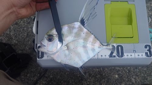 田辺湾