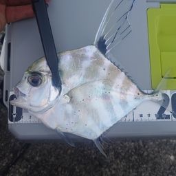 マアジ