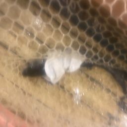 ソウギョ