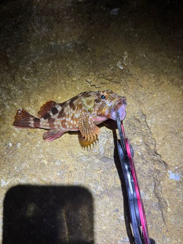 カサゴの釣果