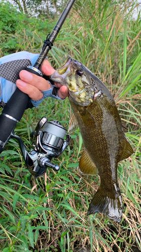 スモールマウスバスの釣果