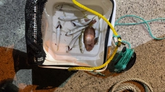 マアジの釣果