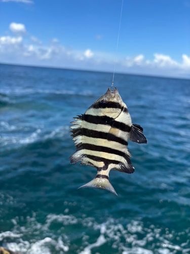 イシダイの釣果
