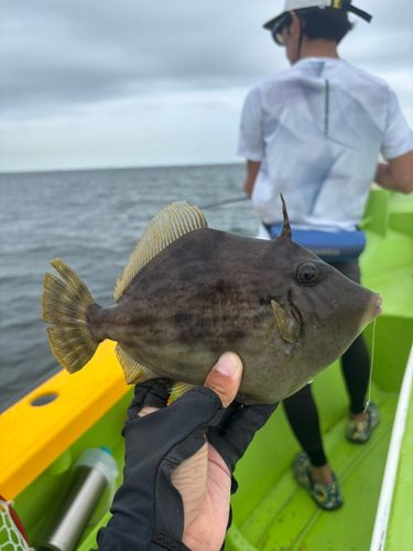 カワハギの釣果