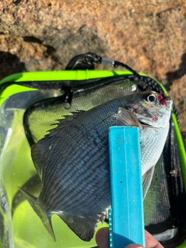 ヘダイの釣果