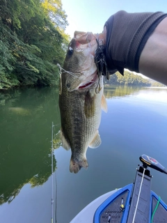 ラージマウスバスの釣果