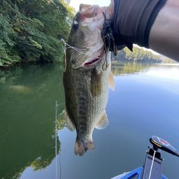 ラージマウスバス