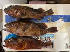 カサゴの釣果