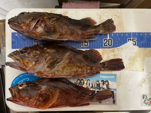 カサゴの釣果