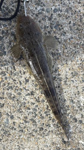 マゴチの釣果