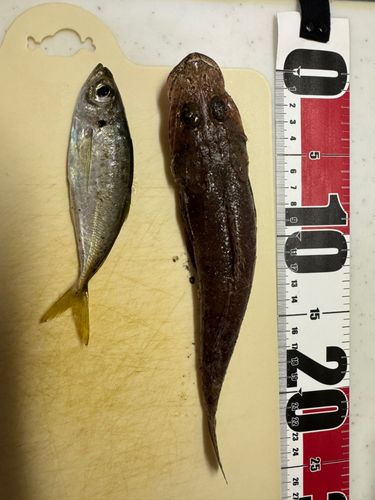 コチの釣果