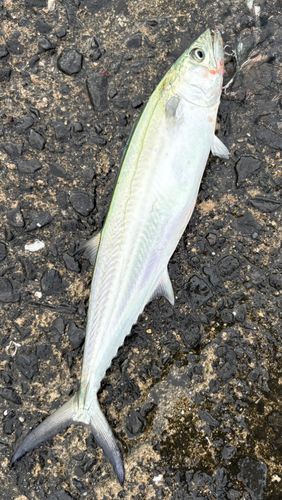 サゴシの釣果