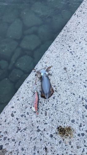 下蒲刈島