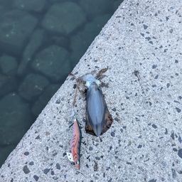 アオリイカ