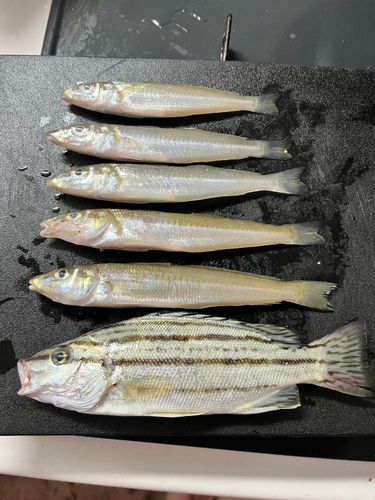 シロギスの釣果