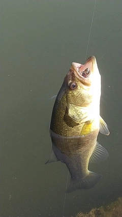 ラージマウスバスの釣果