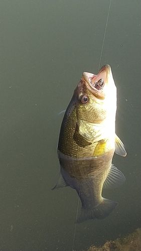 ラージマウスバスの釣果