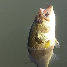 ラージマウスバス