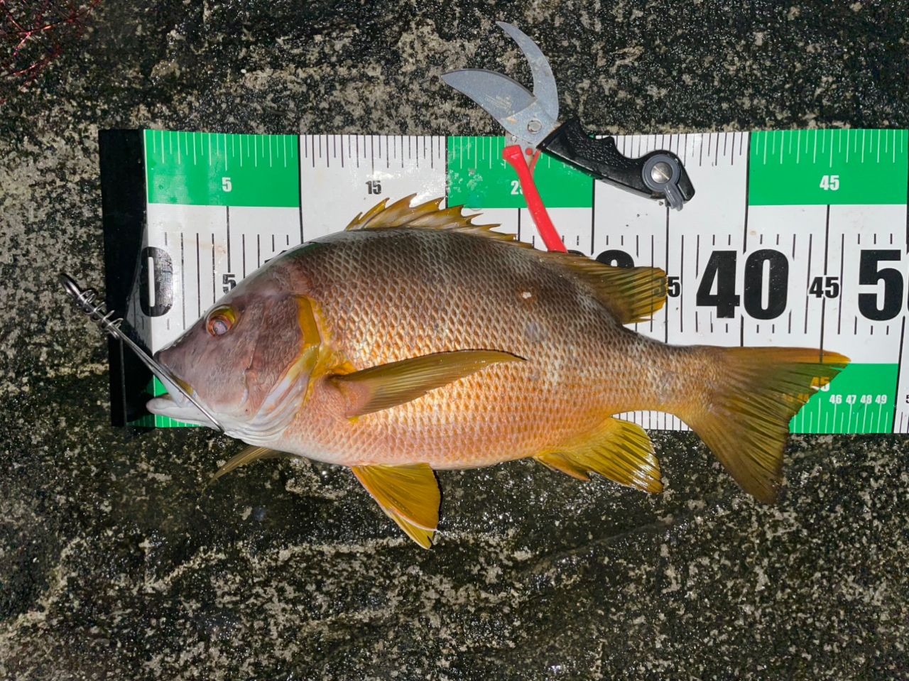 SHIMANO 22ライアーム BG 4-500の最安値・インプレ・釣果 | 本音の
