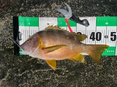 シブダイの釣果