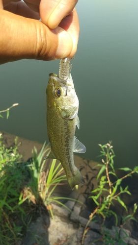 ラージマウスバスの釣果
