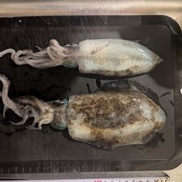アオリイカ