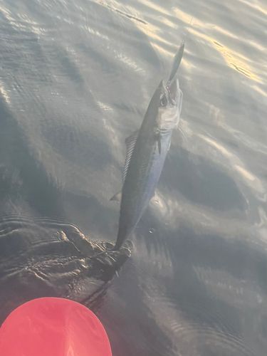 引津湾