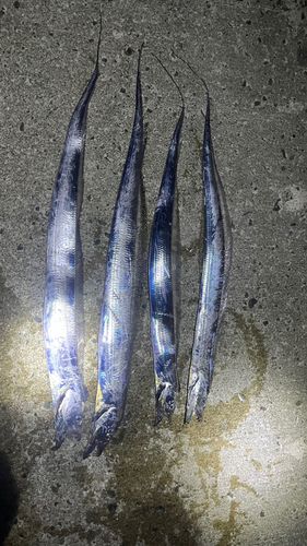 タチウオの釣果